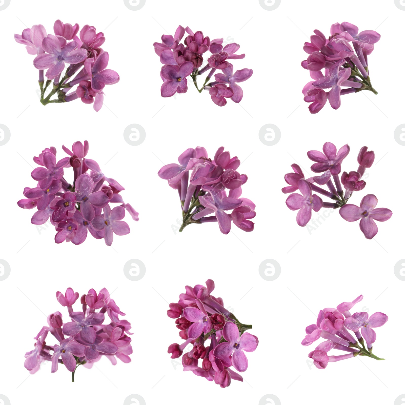 Image of Set of fragrant lilac flowers on white background