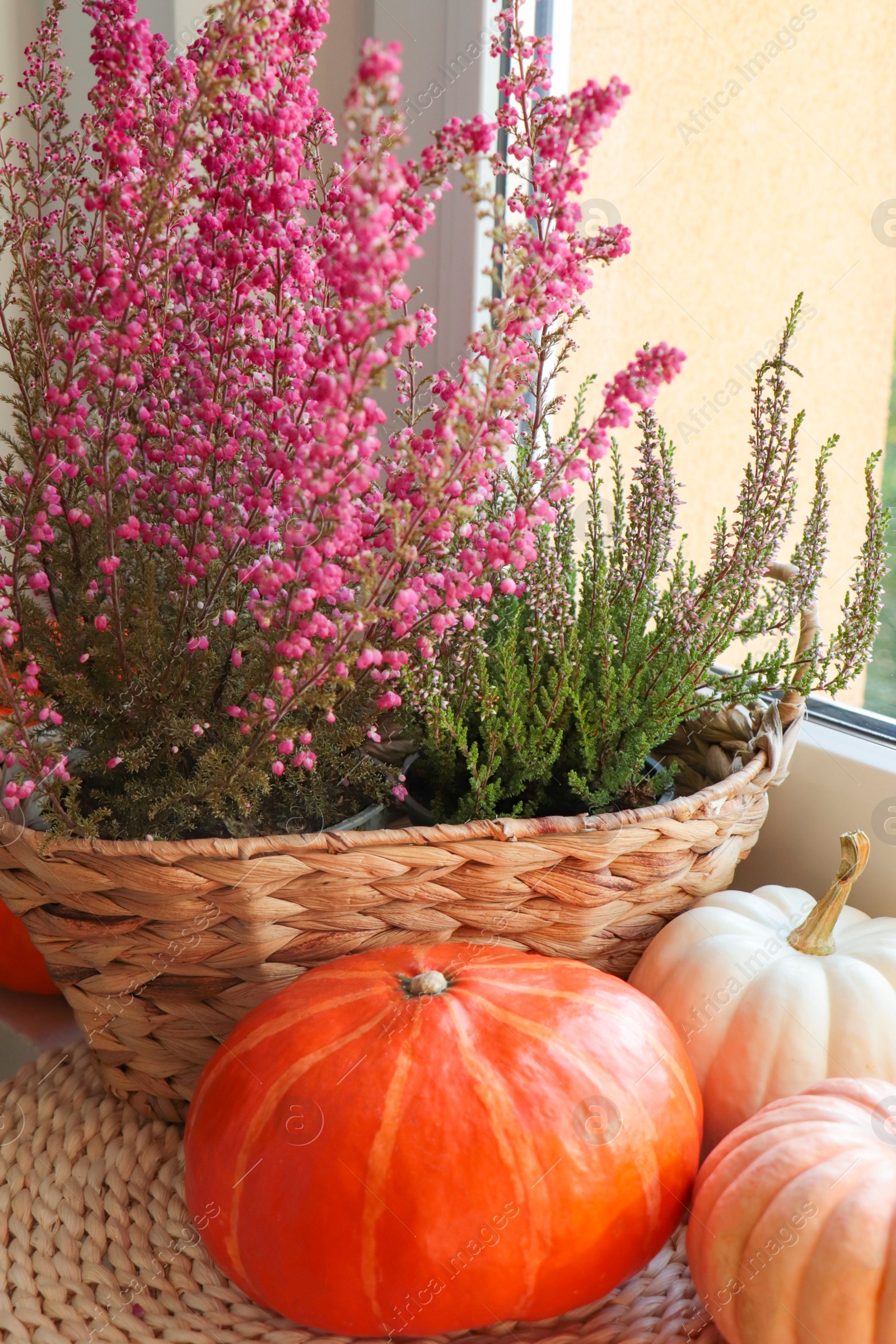 Photo of Wicker basket with beautiful heather flowers and pumpkins near window indoors