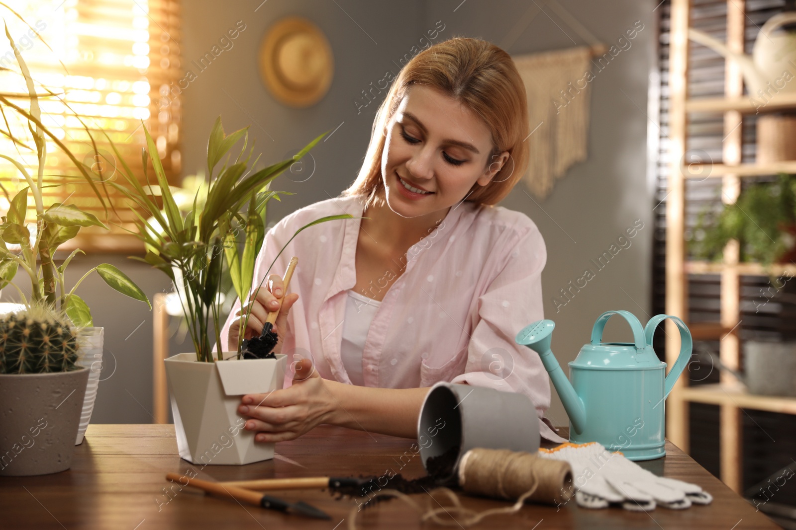 Photo of Young woman potting plant at home. Engaging hobby