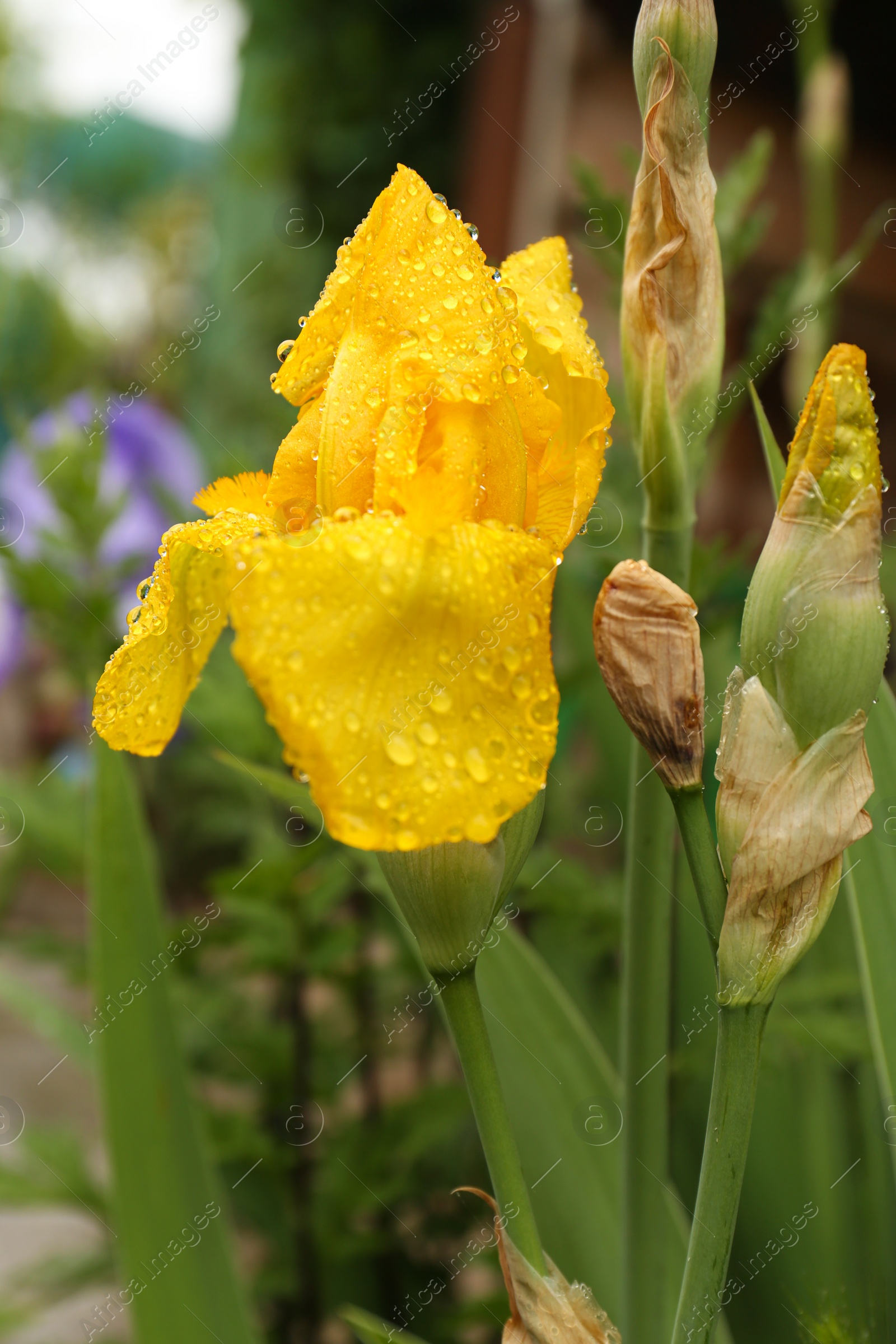 Photo of Beautiful yellow iris flower with dew drops outdoors, closeup