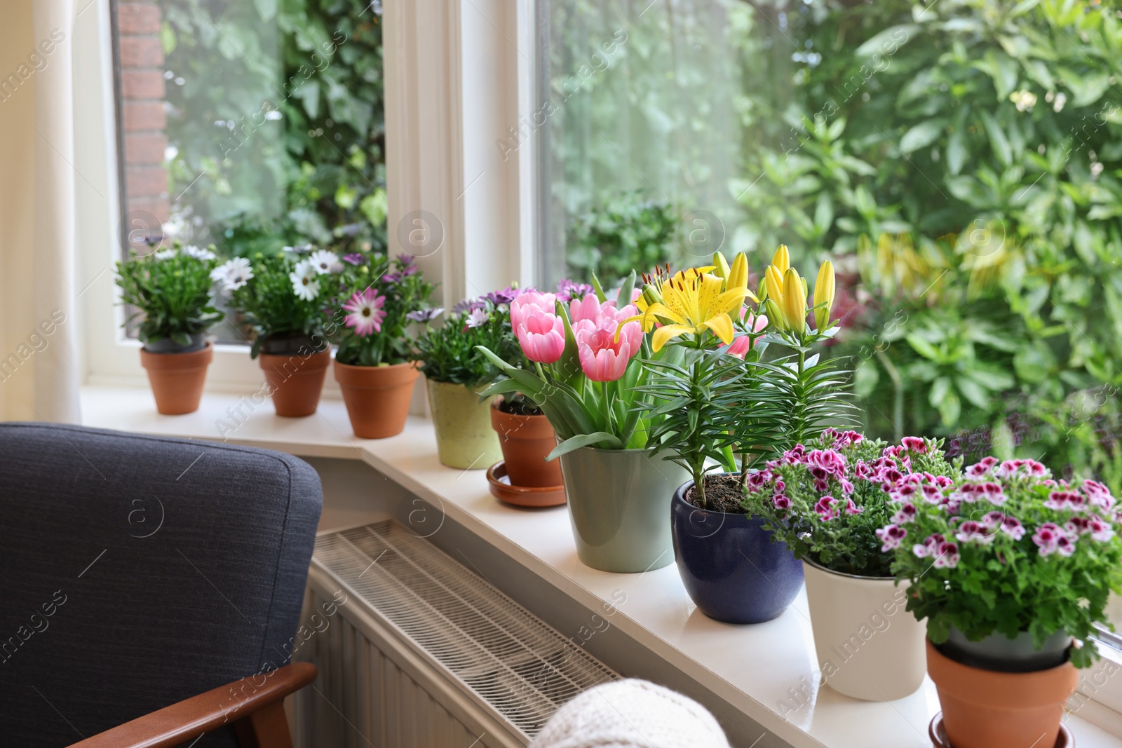 Photo of Many beautiful blooming potted plants on windowsill indoors