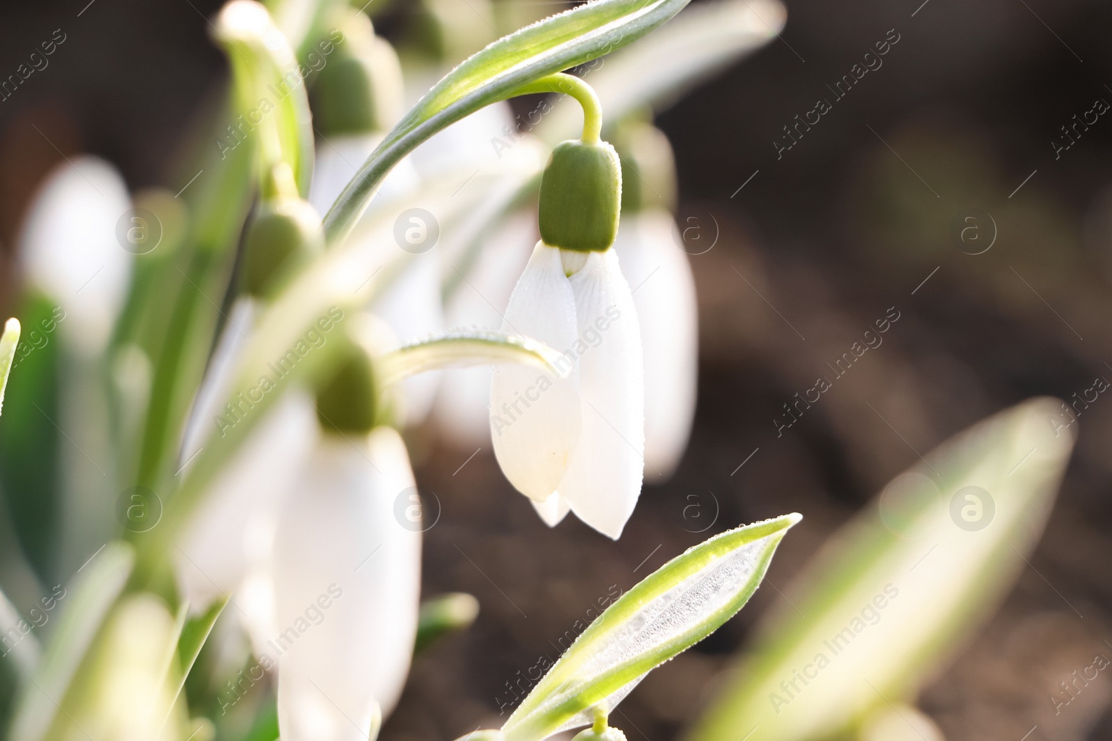 Photo of Beautiful snowdrops growing outdoors, closeup. Early spring flower