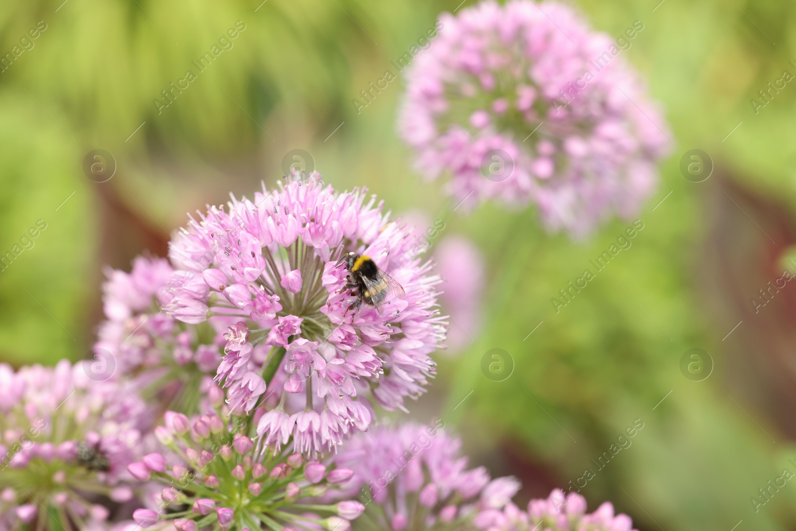 Photo of Honeybee collecting pollen from beautiful flower outdoors, closeup. Space for text