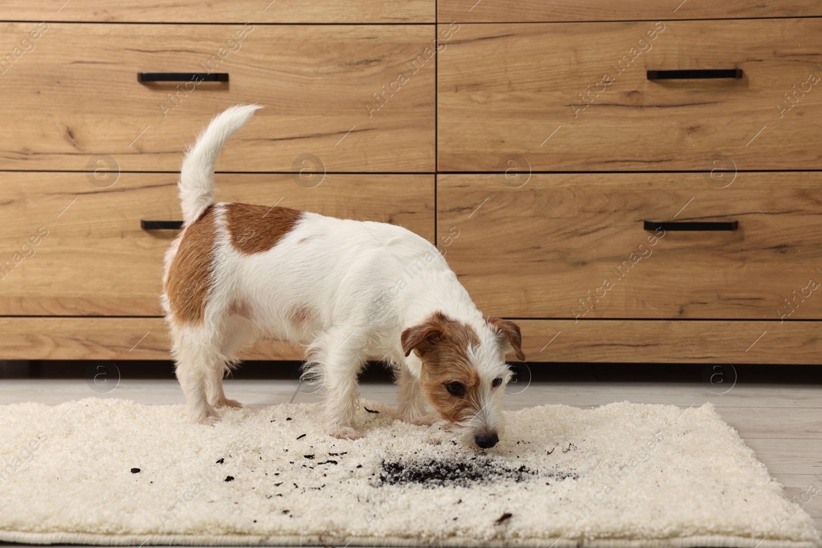 Photo of Cute dog near mud stain on rug indoors