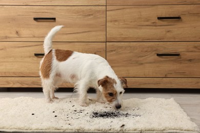 Cute dog near mud stain on rug indoors