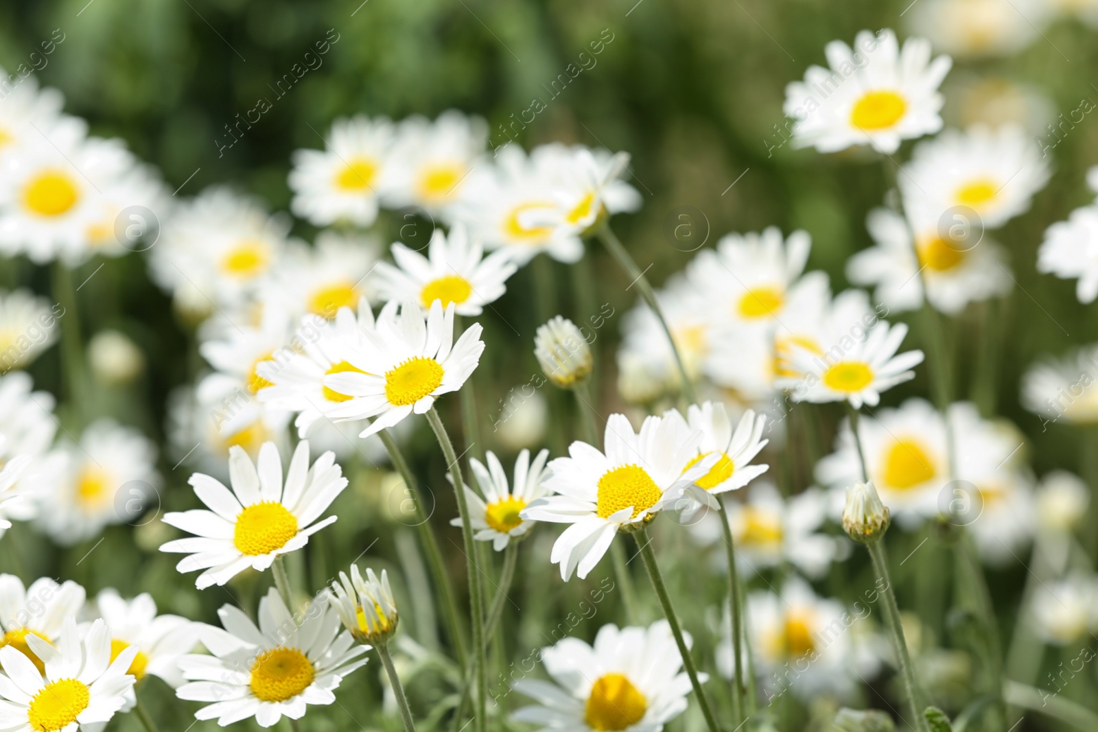 Photo of Beautiful bright daisies in green field. Spring flowers