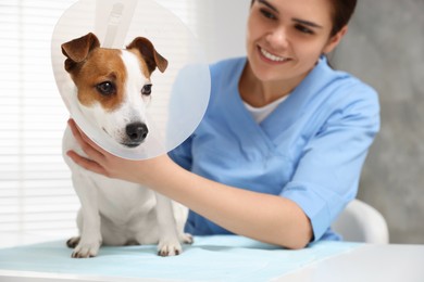 Photo of Veterinarian and Jack Russell Terrier dog wearing medical plastic collar in clinic, focus on pet