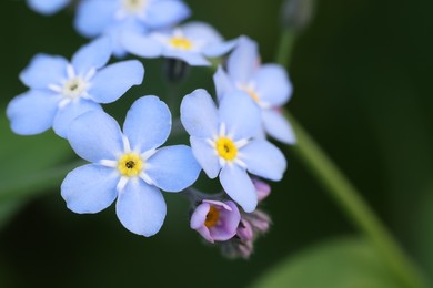 Beautiful forget-me-not flowers growing outdoors, closeup. Spring season