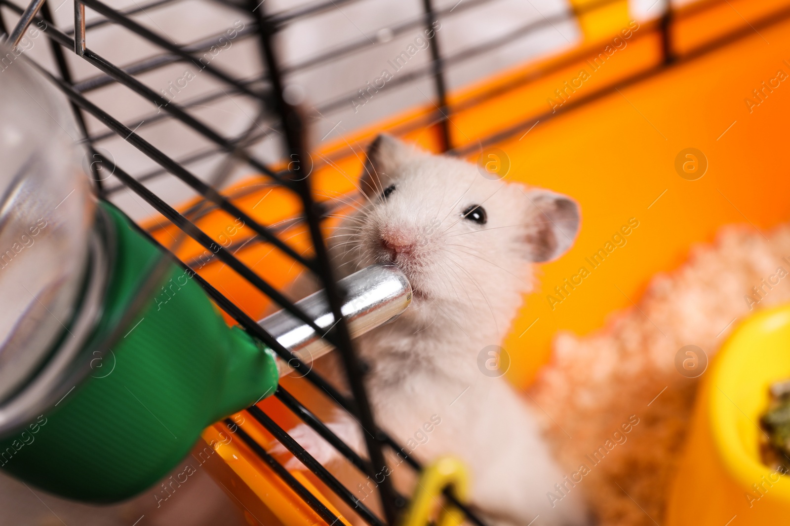 Photo of Cute little fluffy hamster drinking in cage