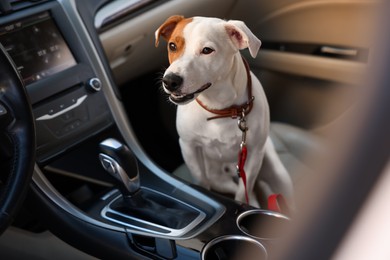 Photo of Jack Russel Terrier in car. Adorable pet