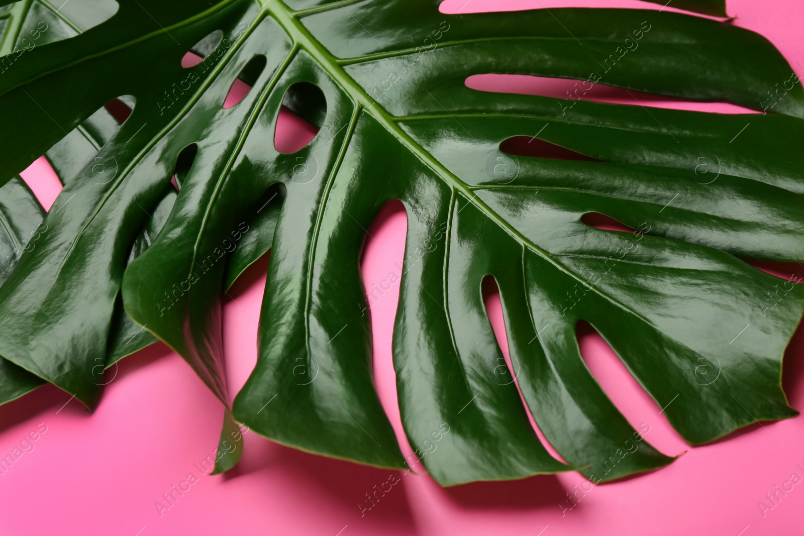 Photo of Beautiful monstera leaves on pink background, closeup. Tropical plant