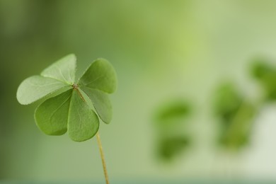 Photo of Clover leaf on blurred background, space for text. St. Patrick's Day symbol