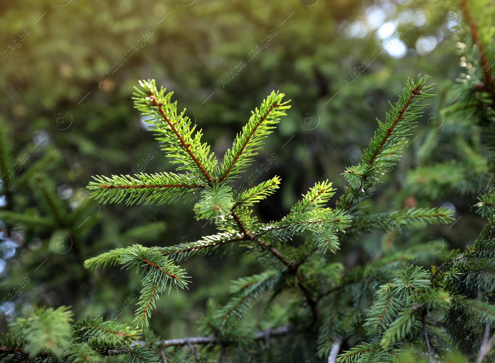 Photo of Beautiful conifer tree in forest on sunny day, closeup