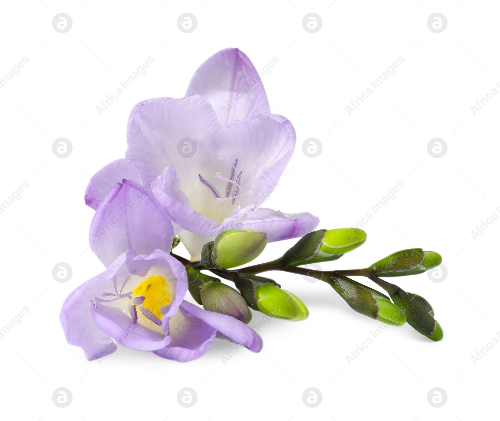 Photo of Beautiful violet freesia flower isolated on white