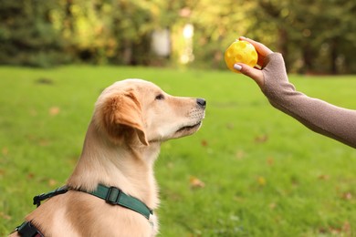 Woman playing with adorable Labrador Retriever puppy on green grass in park, closeup