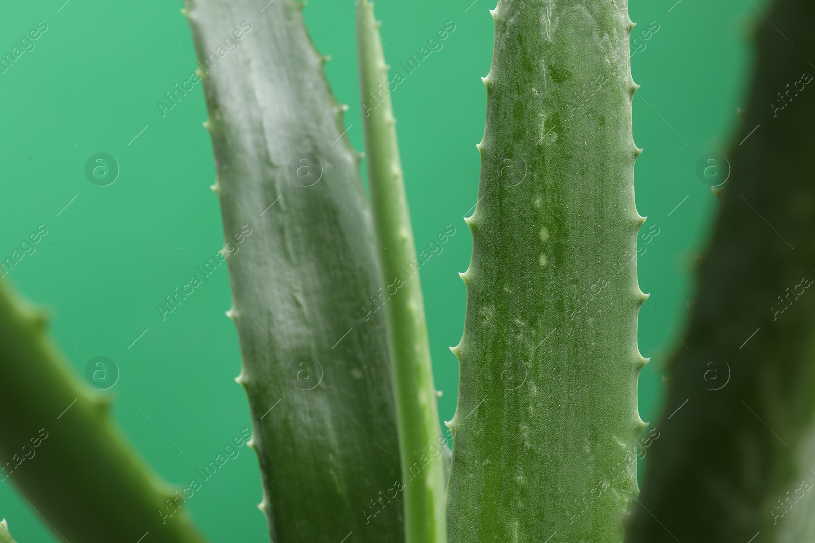 Photo of Beautiful aloe vera plant on green background, closeup