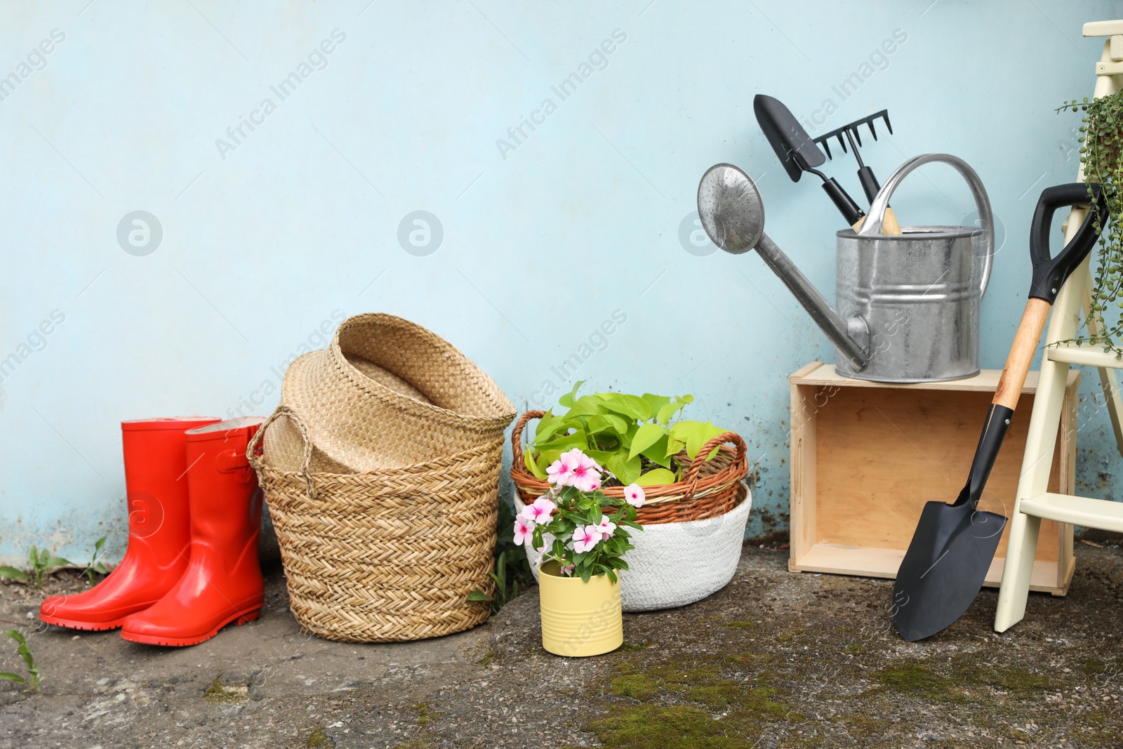 Photo of Beautiful plants, gardening tools and accessories near shed outdoors