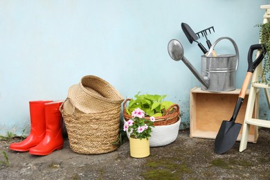 Photo of Beautiful plants, gardening tools and accessories near shed outdoors