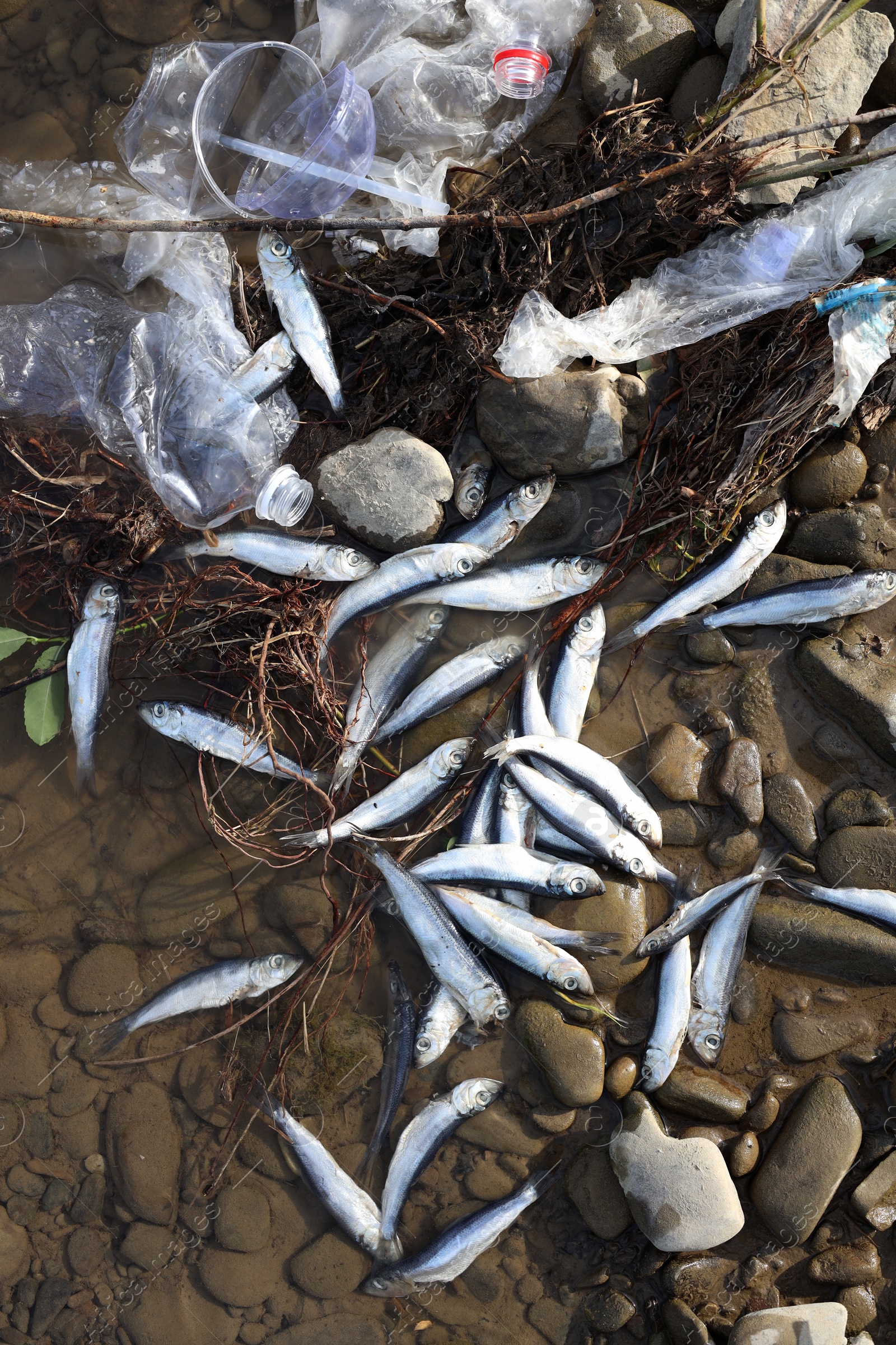 Photo of Dead fishes and trash in river, flat lay. Environmental pollution concept