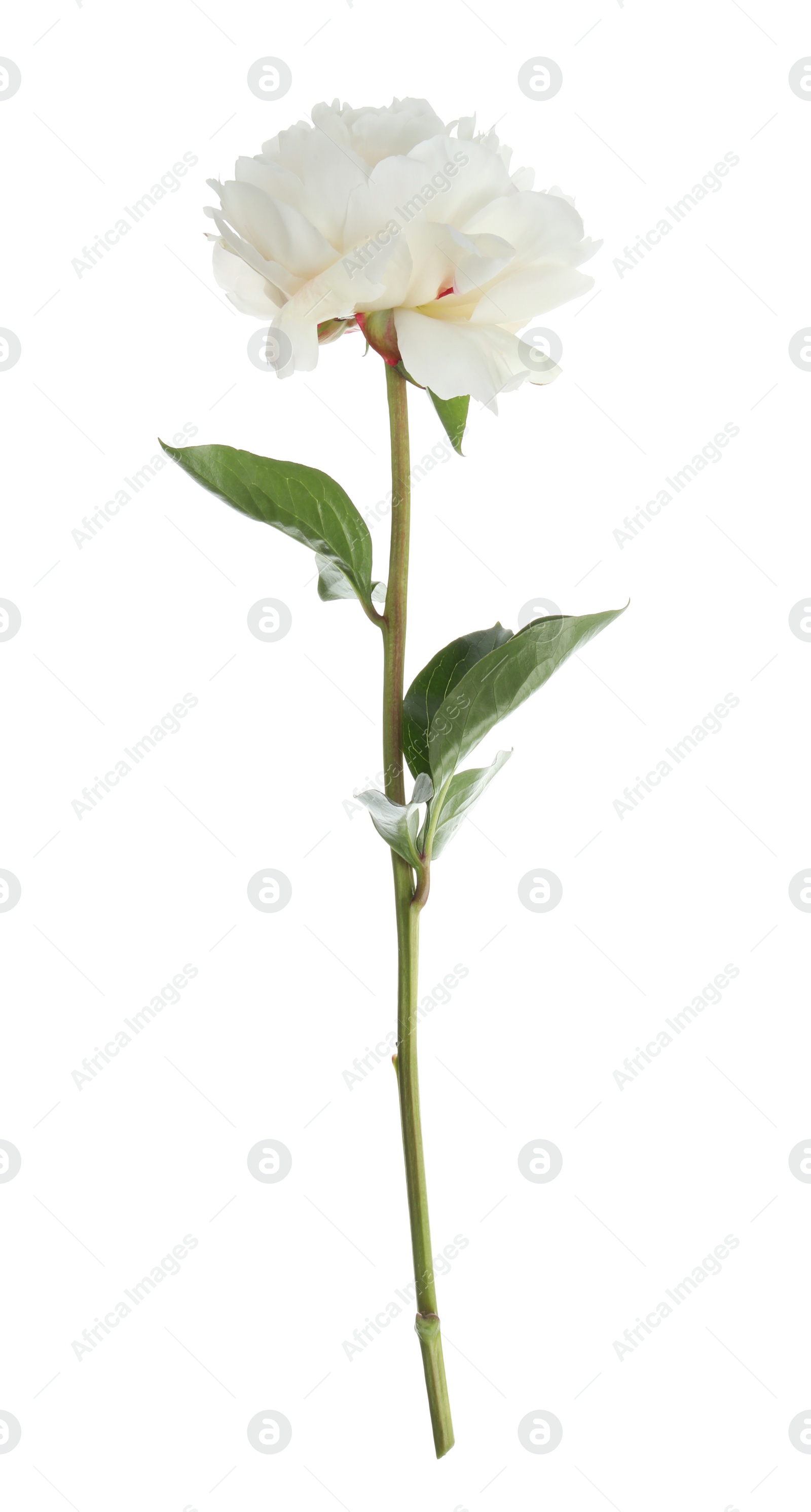 Photo of Beautiful fragrant peony flower isolated on white