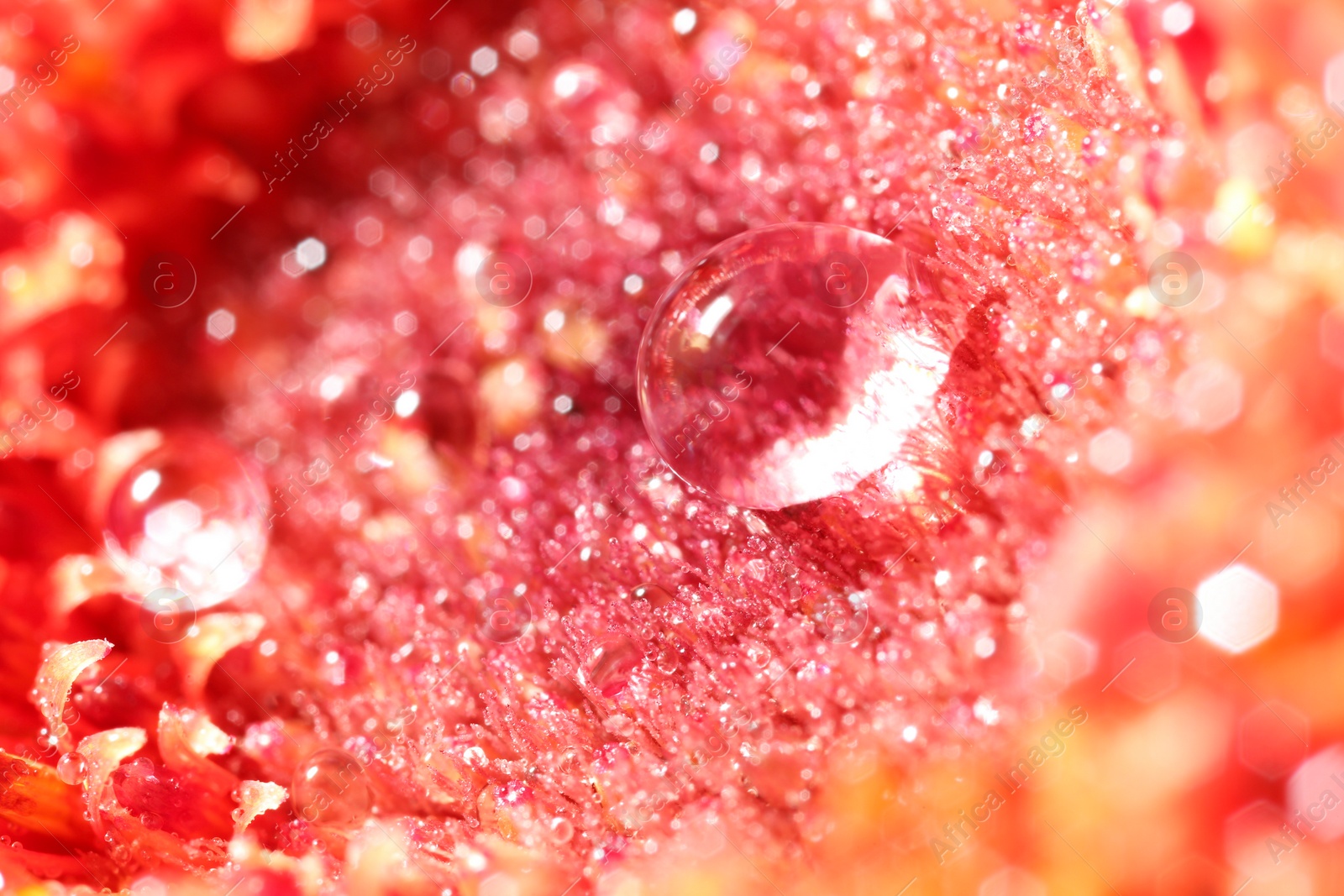 Photo of Beautiful flower with water drops, macro view