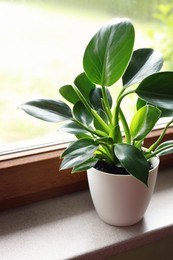 Photo of Beautiful houseplant with bright green leaves in pot on windowsill