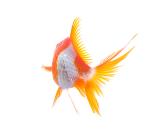 Beautiful bright small goldfish isolated on white