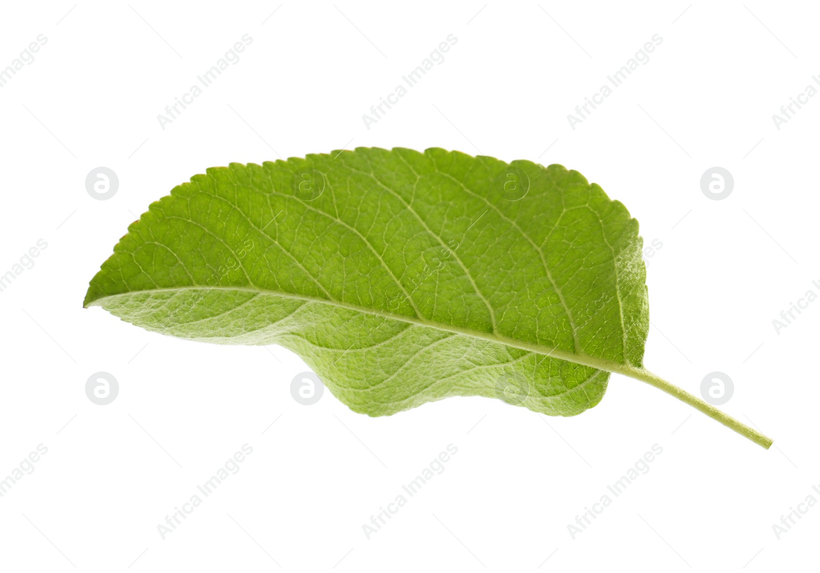 Photo of Green leaf of apple tree isolated on white