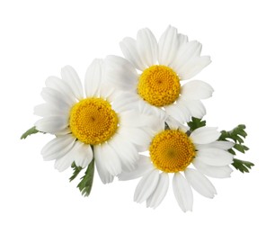 Photo of Beautiful chamomile flowers with green leaves on white background