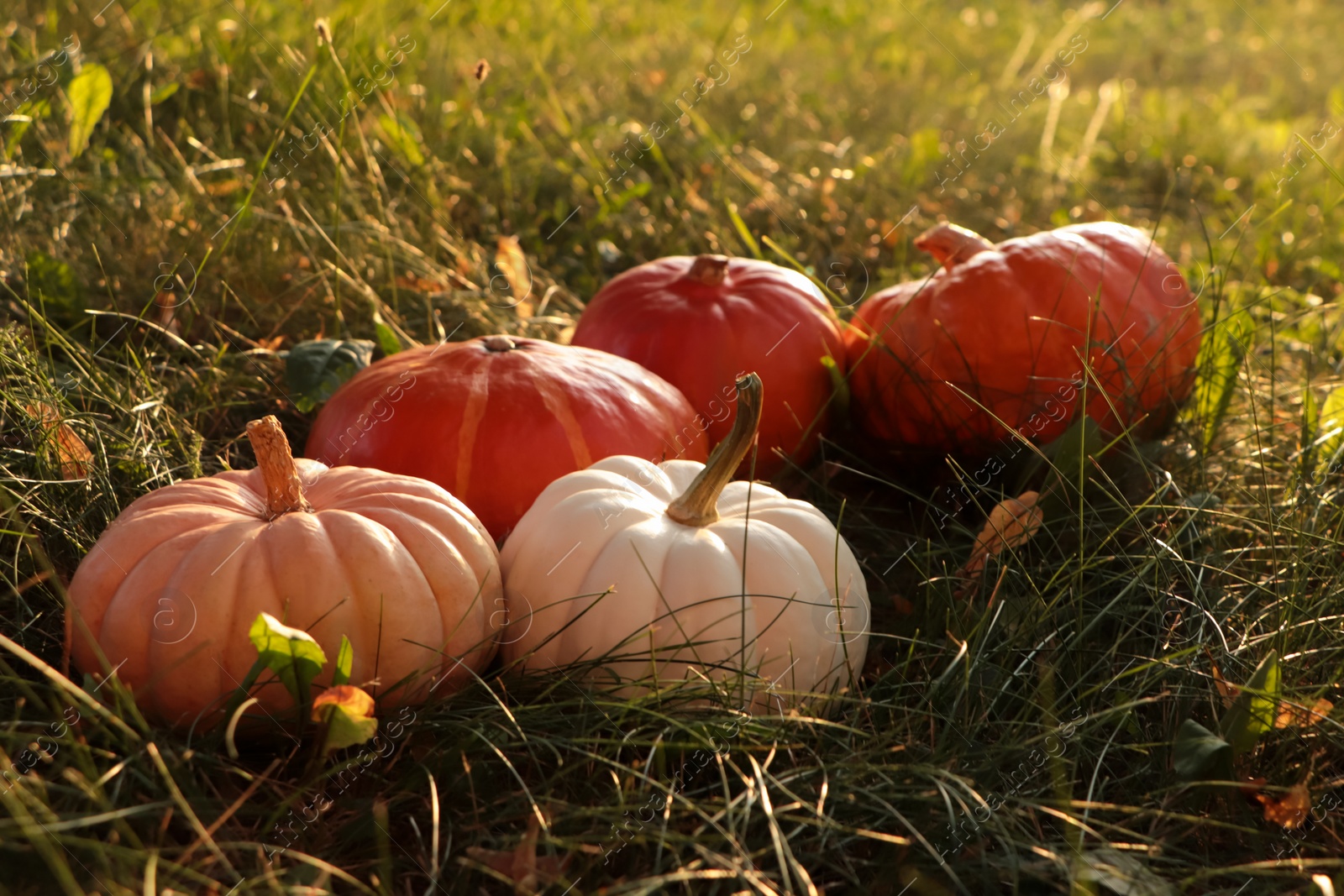 Photo of Many ripe pumpkins among green grass outdoors