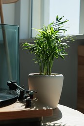 Beautiful green houseplant on wooden table in room