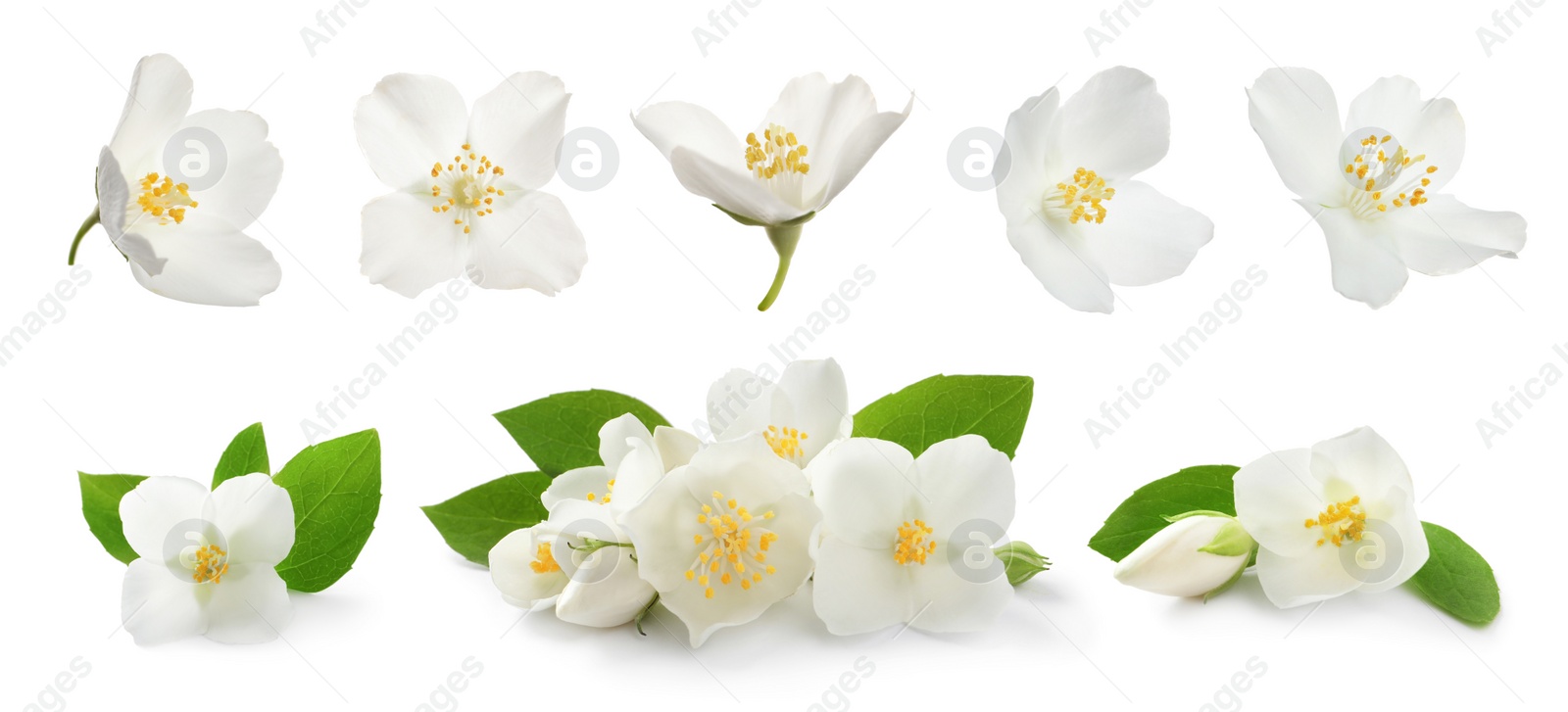 Image of Set with beautiful tender jasmine flowers and green leaves on white background. Banner design 