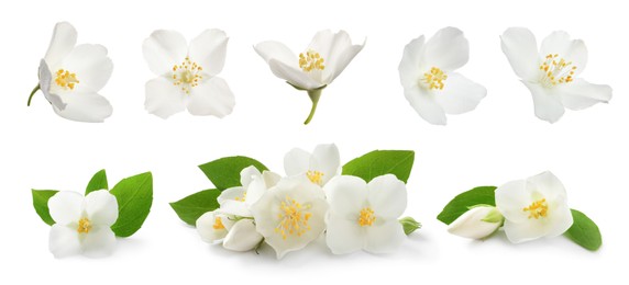 Image of Set with beautiful tender jasmine flowers and green leaves on white background. Banner design 