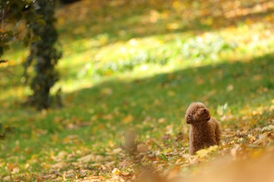 Cute Maltipoo dog in autumn park, space for text