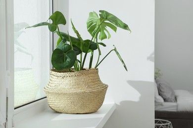 Photo of Beautiful potted monstera plant growing on windowsill indoors. Space for text