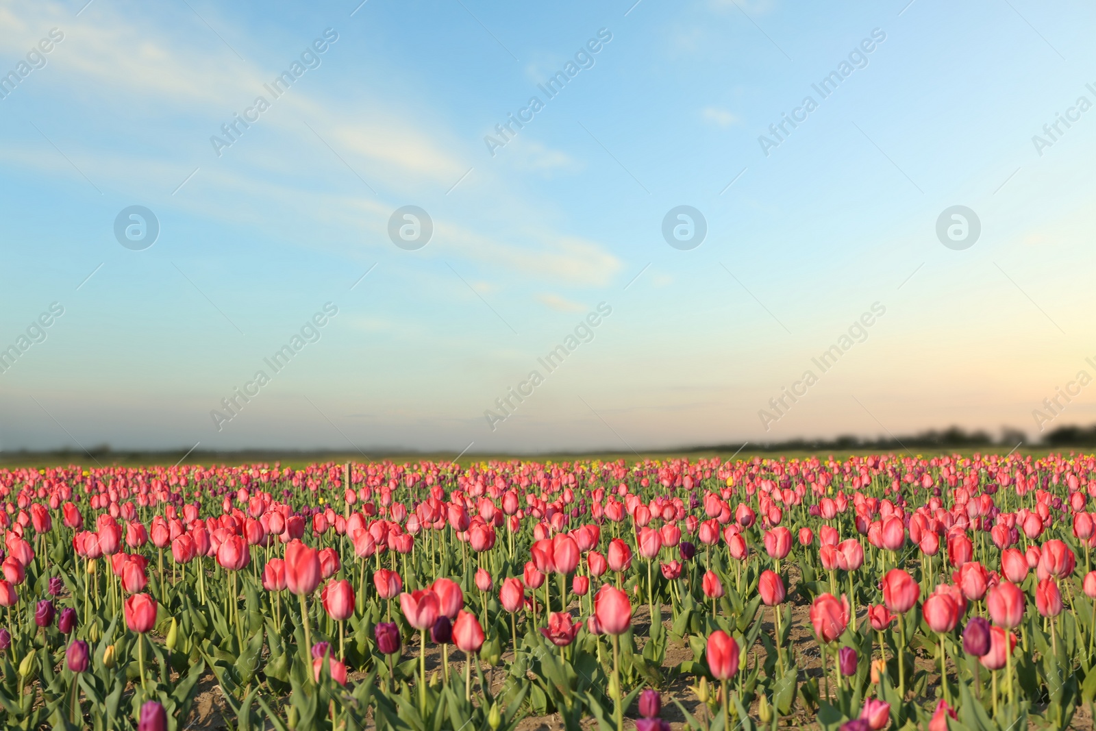 Photo of Field with fresh beautiful tulips. Blooming flowers