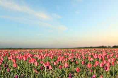 Field with fresh beautiful tulips. Blooming flowers