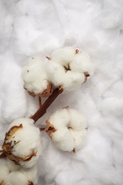 Dry cotton branch with flowers on white fluffy background, top view