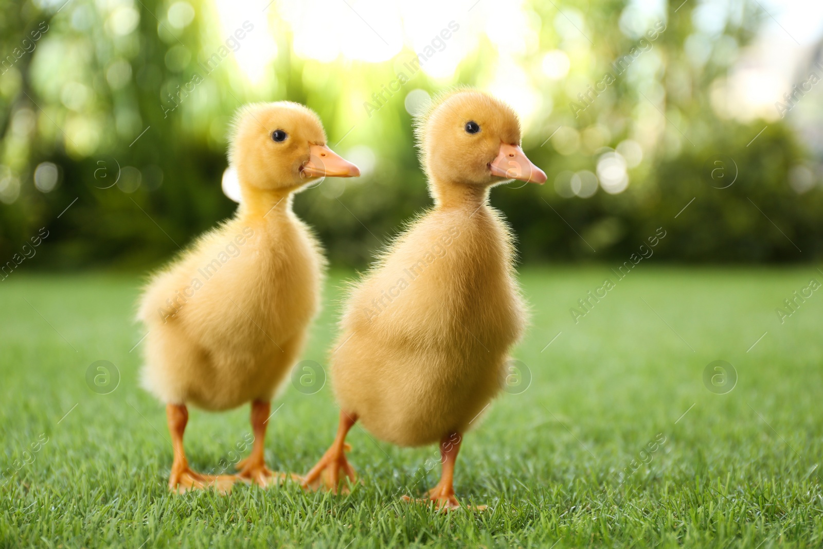 Photo of Cute fluffy baby ducklings on green grass outdoors