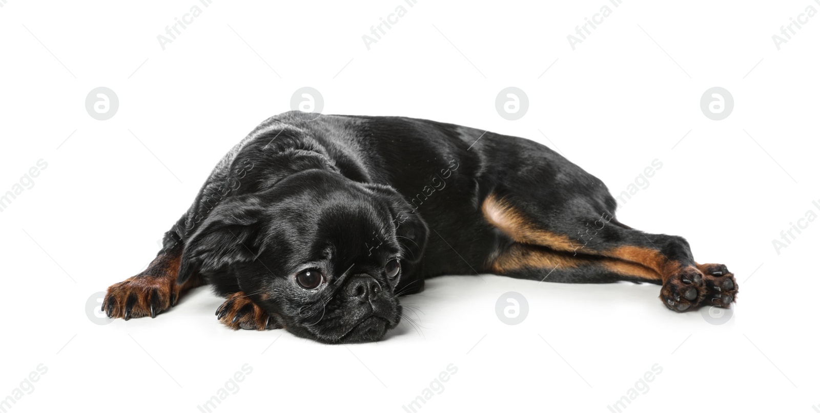 Photo of Adorable black Petit Brabancon dog lying on white background