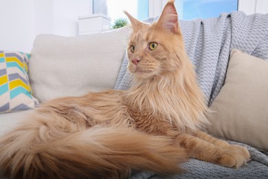 Adorable cat lying on cosy sofa at home