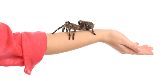 Photo of Woman holding striped knee tarantula on white background, closeup