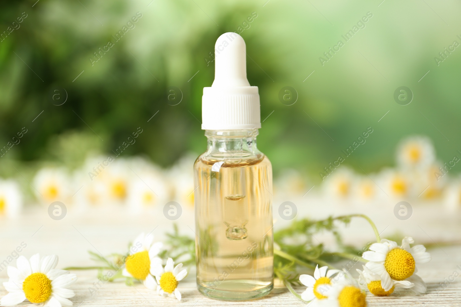 Photo of Bottle of essential oil and chamomiles on white wooden table