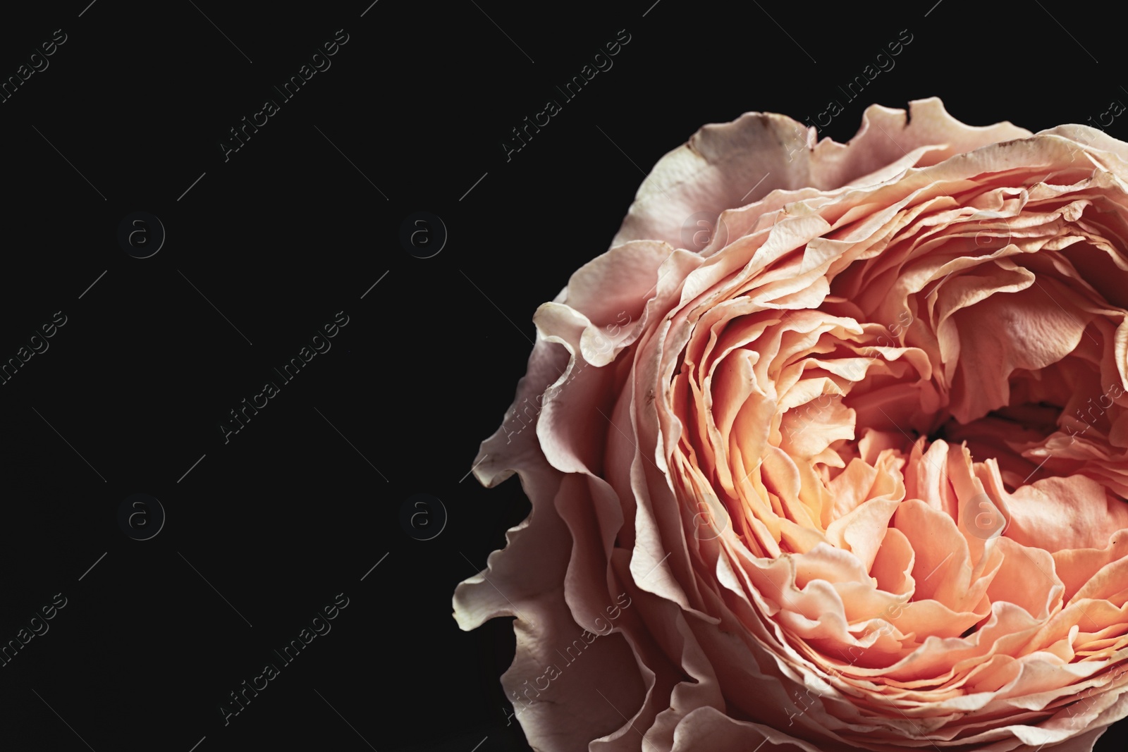 Photo of Beautiful rose on black background, closeup. Floral card design with dark vintage effect