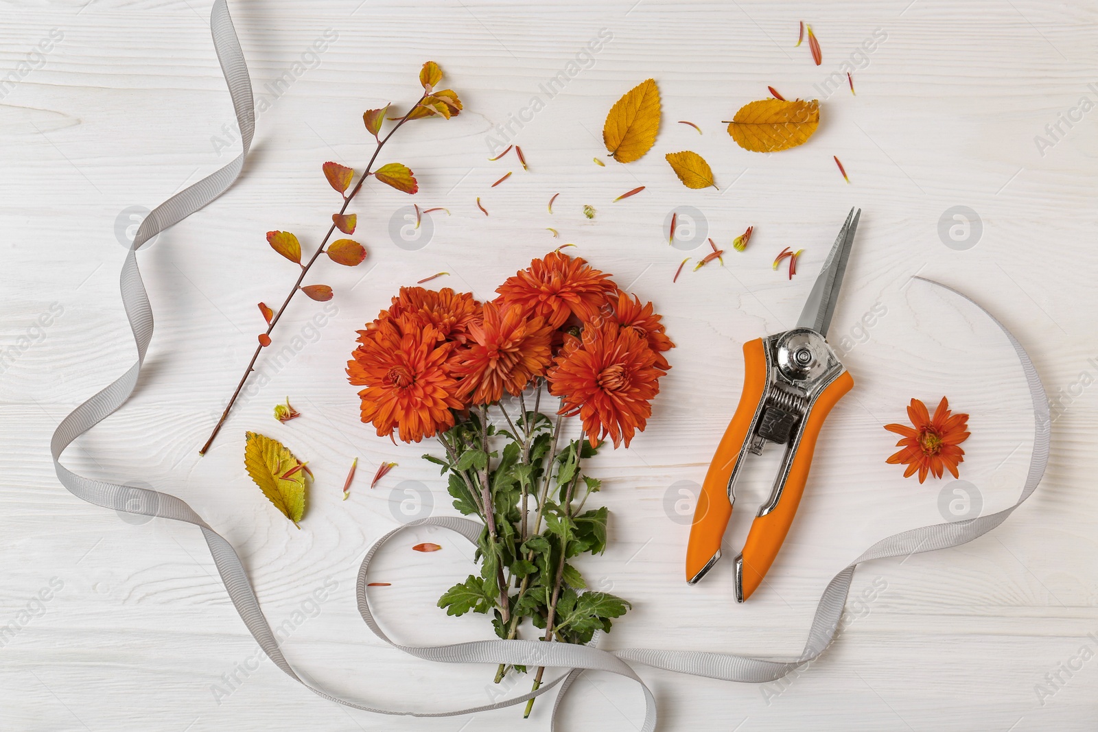 Photo of Flat lay composition with secateurs, ribbon and Chrysanthemum flowers on white wooden table