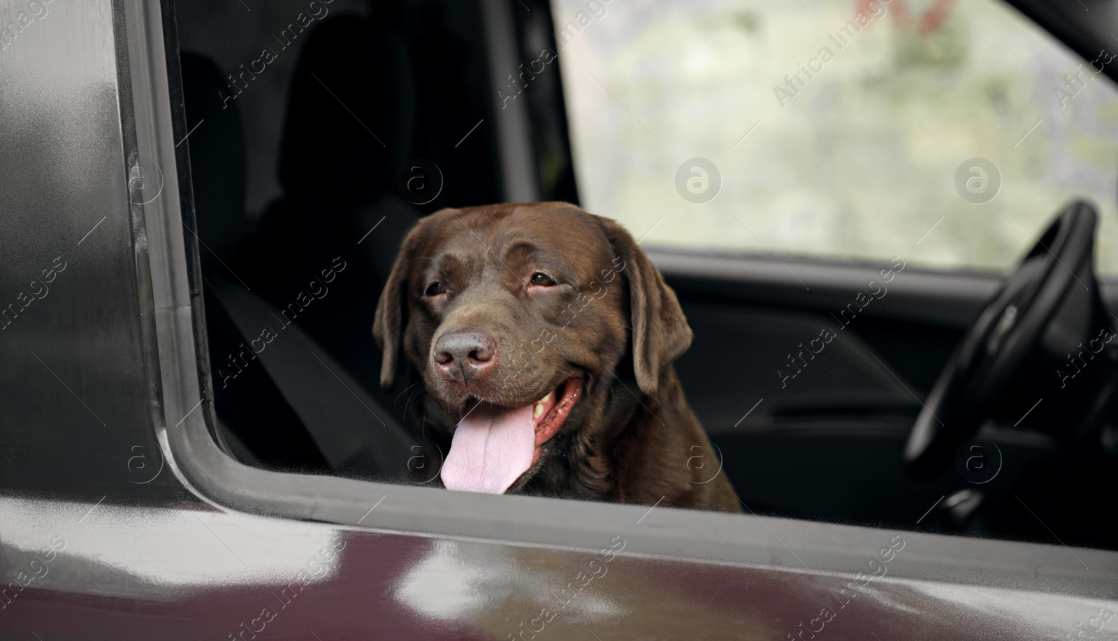 Photo of Funny Chocolate Labrador Retriever dog looking out of car window