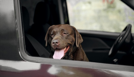 Funny Chocolate Labrador Retriever dog looking out of car window