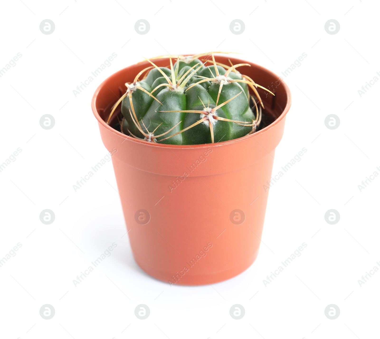 Photo of Succulent plant in flowerpot isolated on white. Home decor