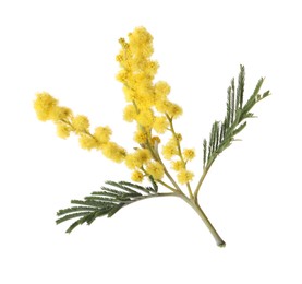 Photo of Beautiful mimosa plant with yellow flowers isolated on white