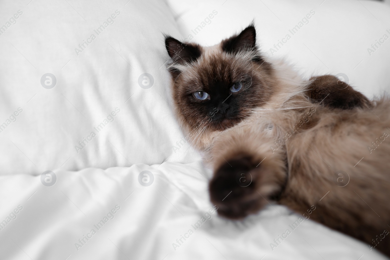 Photo of Cute Balinese cat on bed at home, space for text. Fluffy pet